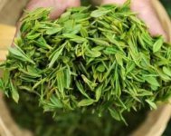 茶樹(shù)產(chǎn)量高嗎？一畝產(chǎn)多少斤？